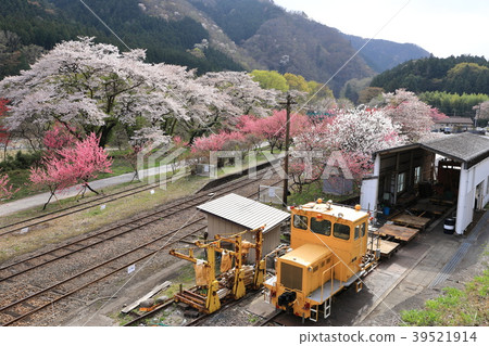 Watarose valley railway spring scenery 39521914