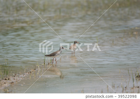 Beautiful summer feathered red-footed heron 39522098