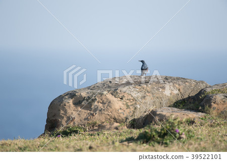 Tufted birds of the Yaeyama Islands 39522101