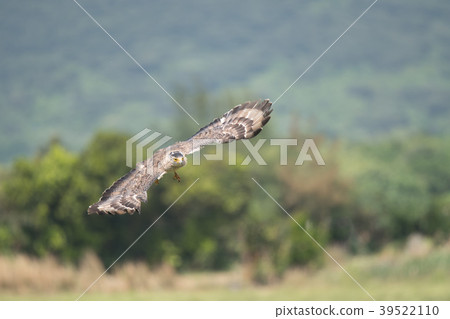 Flying-winged eagle-eagle, part 2 Flying-winged eagle-eagle, part 2 39522110