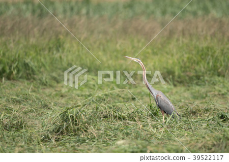 A long neck A long neck 39522117