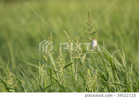 Small and cute Secca 39522118