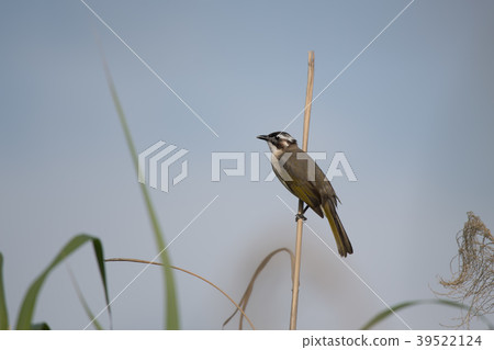 Shirogashira of Ishigaki Island 39522124