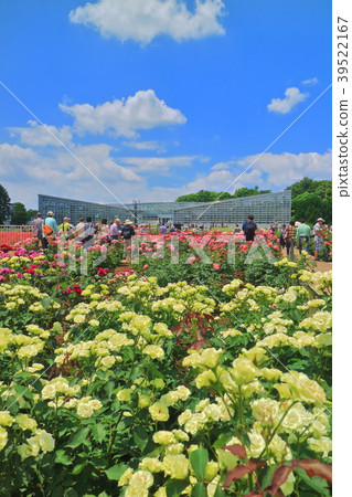Jindai Botanical Gardens Spring Roses Festa Jindai Botanical Gardens Spring Roses Festa 39522167