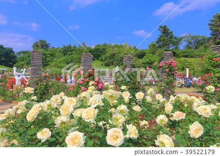 Ikuta Ryokuchi Baru in full bloom 39522179