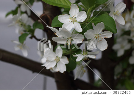 公主蘋果花 公主蘋果花 39522495