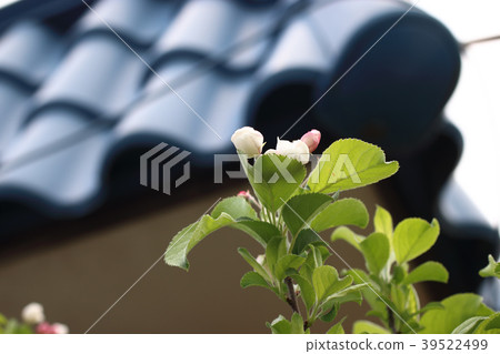 公主蘋果花 公主蘋果花 39522499
