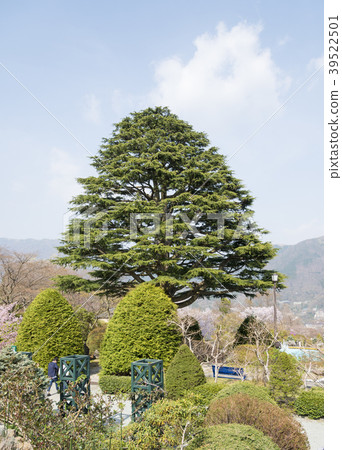 Spring Gora Park(神奈川縣箱根町) Spring Gora Park(神奈川縣箱根町) 39522501