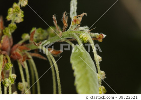Natural plant Position relationship of Quercus, female flower and male flower. The male inflorescence appears first and then the female flower appears Natural plant Position relationship of Quercus, female flower and male flower. The male inflorescence appears first and then the female flower appears 39522521