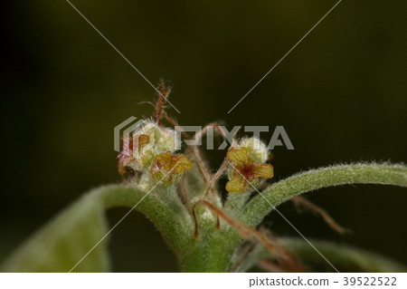 Natural plant Quercus, female flower. Glossy yellow with redness in places, about 2 mm in size. Not noticeable at all 39522522