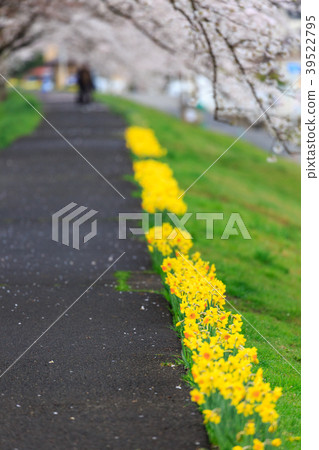 First glance Senbonzakura Ogawara First glance Senbonzakura Ogawara 39522795