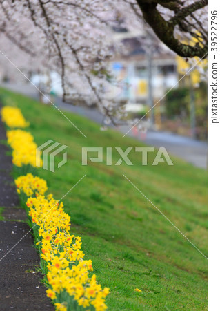 First glance Senbonzakura Ogawara First glance Senbonzakura Ogawara 39522796