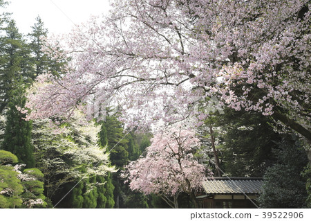 Musashirin cemetery (Tama Goto) 39522906