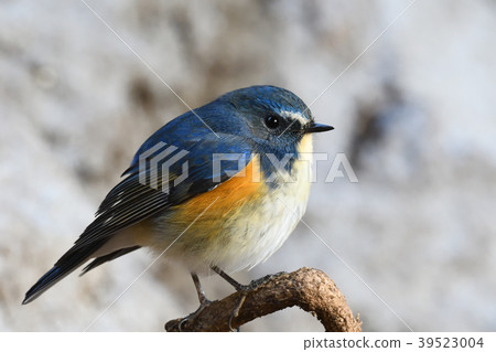 在Yakushi-ike公園的野生鳥 在Yakushi-ike公園的野生鳥 39523004