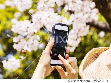 一個女人的手用智能手機拍攝盛開的櫻花 一個女人的手用智能手機拍攝盛開的櫻花 39523561