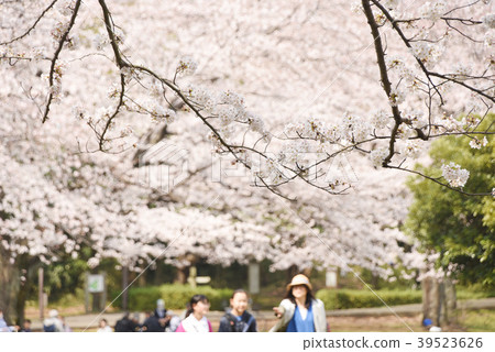 櫻花觀賞圖像櫻花 39523626