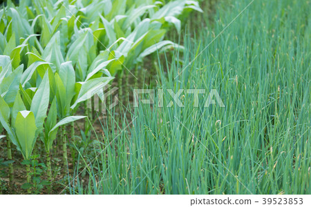 Green vegetable plants in growth at garden Green vegetable plants in growth at garden 39523853