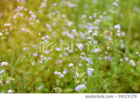 small flower small flower 39525179