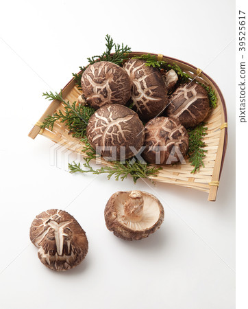 Haruki Shiitake 39525617