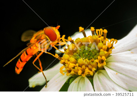 Organism, kombu, kelp, salmon, eating habits, visiting flowers, green flower, flower bud, pollen Organism, kombu, kelp, salmon, eating habits, visiting flowers, green flower, flower bud, pollen 39525711