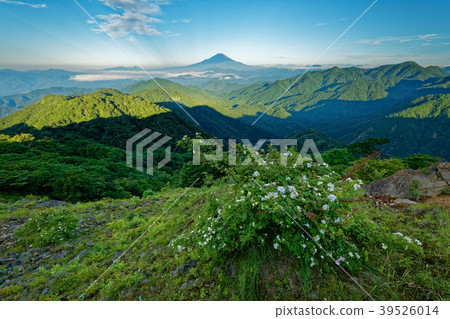 Noybara flower of Mt. Tanzawa and Tonotake in summer and Mt. Fuji Noybara flower of Mt. Tanzawa and Tonotake in summer and Mt. Fuji 39526014