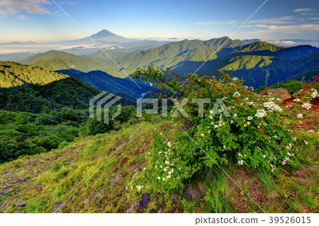 Noybara flower of Mt. Tanzawa and Tonotake in summer and Mt. Fuji Noybara flower of Mt. Tanzawa and Tonotake in summer and Mt. Fuji 39526015