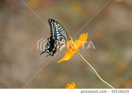 Butterfly Butterfly 39526029