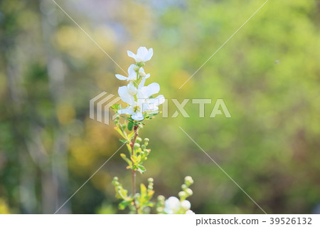 Ryukyu Bai flower 39526132