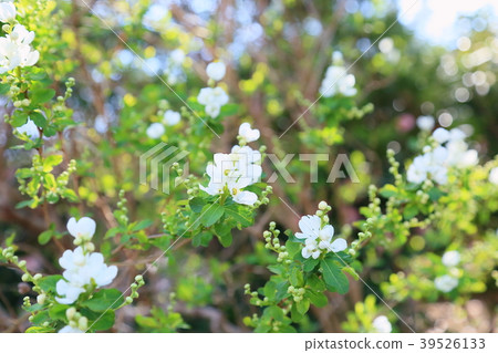 琉球白花 39526133