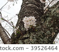 Cherry blossoms 39526464