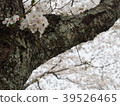 Cherry blossoms 39526465