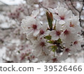 Cherry blossoms 39526466