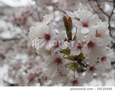 Cherry blossoms 39526466