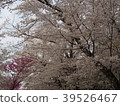 Cherry blossom viewing 39526467