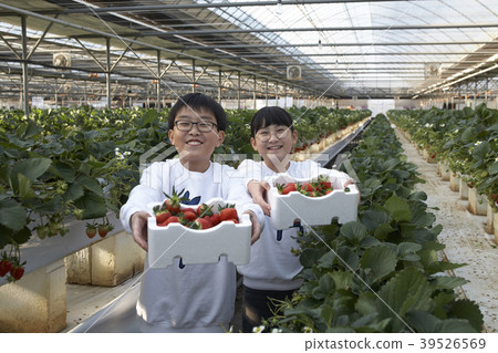 孩子們收穫草莓 39526569