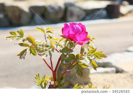 Button flower Button flower 39526585