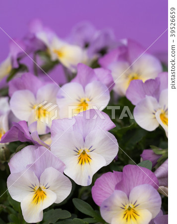 Viola flowers 39526659