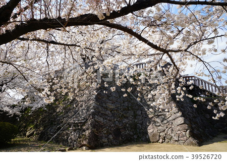 Shinshu Sakura Nagano City Matsushiro Castle Shinshu Sakura Nagano City Matsushiro Castle 39526720