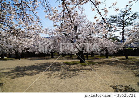 信州櫻花長野市松城城 信州櫻花長野市松城城 39526721