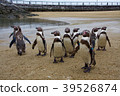 Penguin 39526874