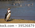 Penguins swimming with penguins 39526879