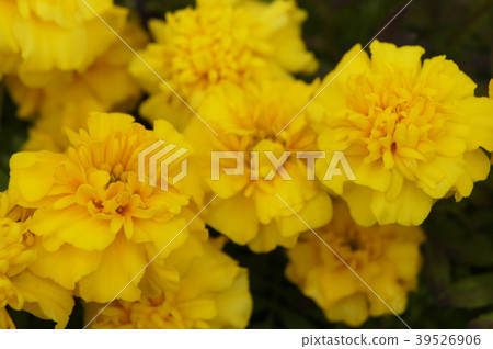 萬壽菊 萬壽菊 39526906