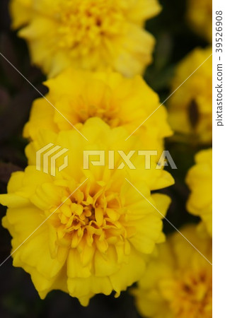萬壽菊 萬壽菊 39526908