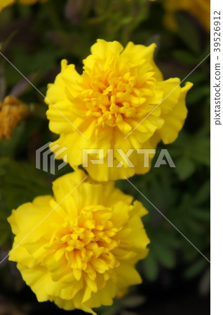 萬壽菊 萬壽菊 39526912