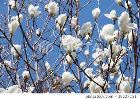 Haku Mokren 39527151