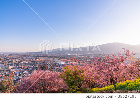 “神奈川縣”河津櫻花盛開/俯瞰都市風景 39527193