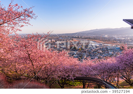 “神奈川縣”河津櫻花盛開/俯瞰都市風景 39527194