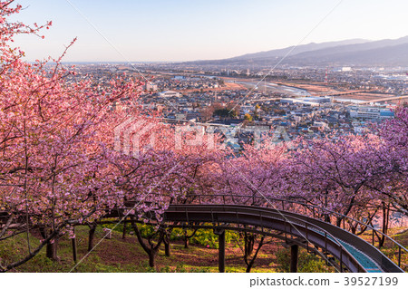 "Kanagawa Prefecture" Kawazu cherry blossoms in full bloom / Overlooking cityscape "Kanagawa Prefecture" Kawazu cherry blossoms in full bloom / Overlooking cityscape 39527199