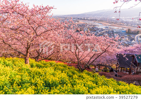 "Kanagawa Prefecture" Kawazu cherry blossoms in full bloom / Overlooking cityscape "Kanagawa Prefecture" Kawazu cherry blossoms in full bloom / Overlooking cityscape 39527279
