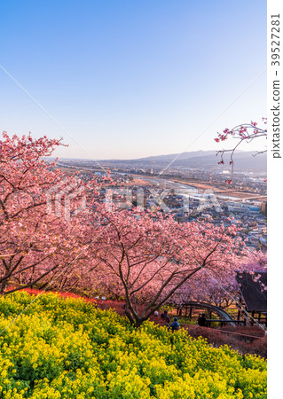 “神奈川縣”河津櫻花盛開/俯瞰都市風景 39527281